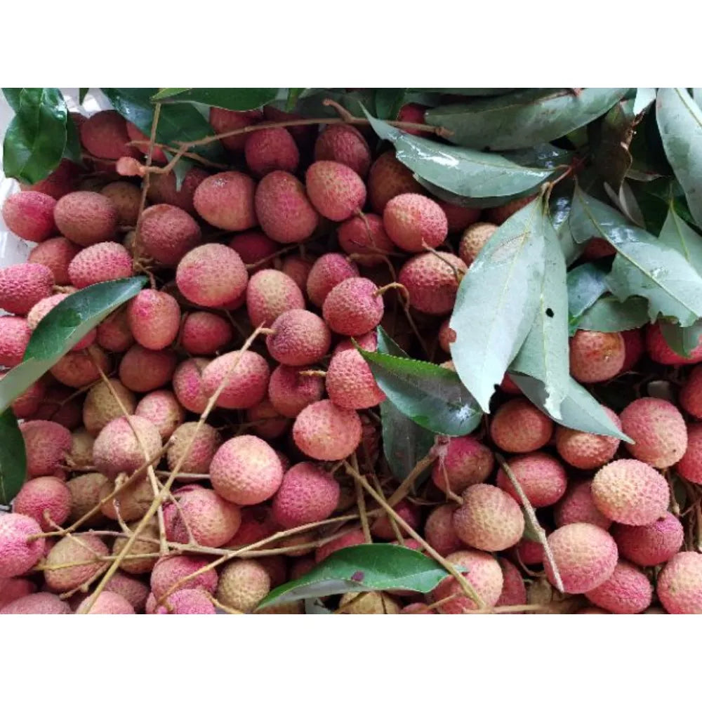 Thong Poon dried lychee Hong Huai in 100g pack, showcasing vibrant red dried lychee fruits from the dry grocery collection.
