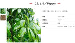 S & B Table Pepper Kosho blend in black and white bottles, 20g each, for seasoning and flavor enhancement.